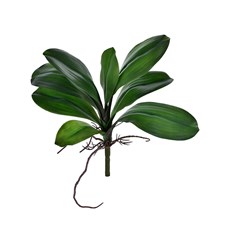 Imagem de FOLHA DE ORQUÍDEA X8 36CM VERDE 38265 GRILLO - Grillo Ltda