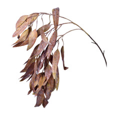 Imagem de HASTE GALHO DECORATIVA PERMANENTE DE EUCALIPTO MARROM EM PLÁSTICO MOLDÁVEL 62X19CM - Grillo Ltda