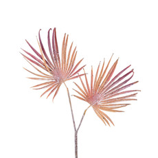 Imagem de HASTE PERMANENTE DECORATIVA PALMEIRA LEQUE MARROM EM PLÁSTICO 47X21 CM - GRILLO - Grillo Ltda