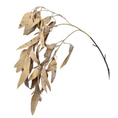 Imagem de HASTE GALHO PERMANENTE DE EUCALIPTO VERDE OUTONO EM PLÁSTICO MOLDÁVEL 62X19 CM - Grillo Ltda