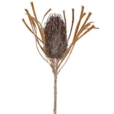 Imagem de HASTE PERMANENTE DE PROTEA DO CAMPO CAFÉ EM PLÁSTICO MOLDÁVEL 65X14 CM - GRILLO - Grillo Ltda