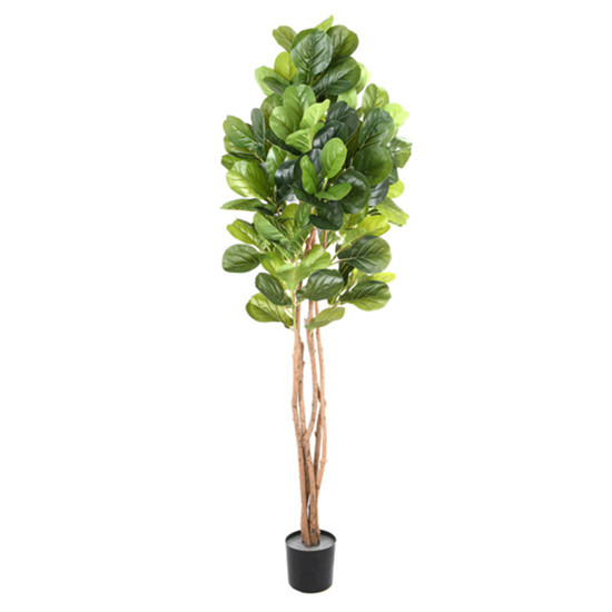 Imagem PLANTA DECORATIVA FICUS LYRATA FOLHAGEM VERDE E TRONCOS NATURAIS 190X70 CM - GRILLO