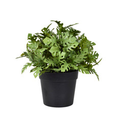 Imagem de ARRANJO DE MINI COSTELA VERDE EM PLÁSTICO 19X17X17 CM - GRILLO - Grillo Ltda