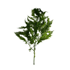 Imagem de HASTE GALHO DE FOLHAGEM VERDE PERMANENTE 90X5 CM - GRILLO 58399 - Grillo Ltda