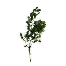 Imagem de HASTE GALHO DE FOLHAGEM VERDE PERMANENTE 80X5 CM - GRILLO 58398 - Grillo Ltda