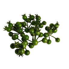 Imagem de PACOTE DE MINI FRUSTAS NATALINAS DECORATIVAS VERDES E DETALHES DOURADOS 20X12 CM - Grillo Ltda