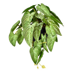 Imagem de ARRANJO DE FOLHAS PERMANENTE VERDE NO VASO EM PLÁSTICO 19X20CM - GRILLO - Grillo Ltda