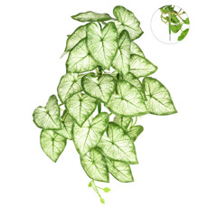 Imagem de FOLHAGEM PENDENTE DECORATIVA DE ALOCASIA TOQUE REAL VERDE EM PLÁSTICO - GRILLO - Grillo Ltda