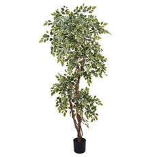Imagem de PLANTA FICUS TOQUE REAL VERDE E BRANCO COM FOLHAS EM PLÁSTICO E TRONCO NATURAL - GRILLO  - Grillo Ltda